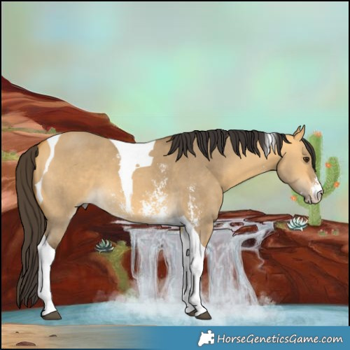 Horse Color:Buckskin Dun Sabino Tobiano 