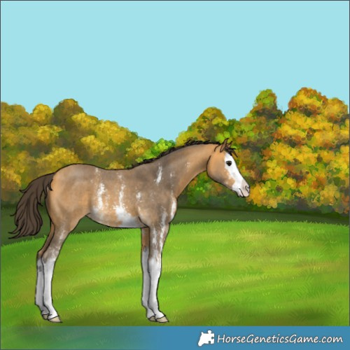 Horse Color:Buckskin Sabino Splash Rabicano 