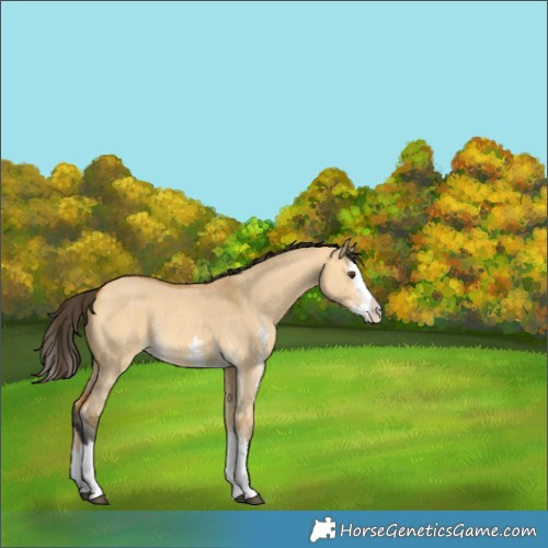 Horse Color:Buckskin Dun Sabino Splash 