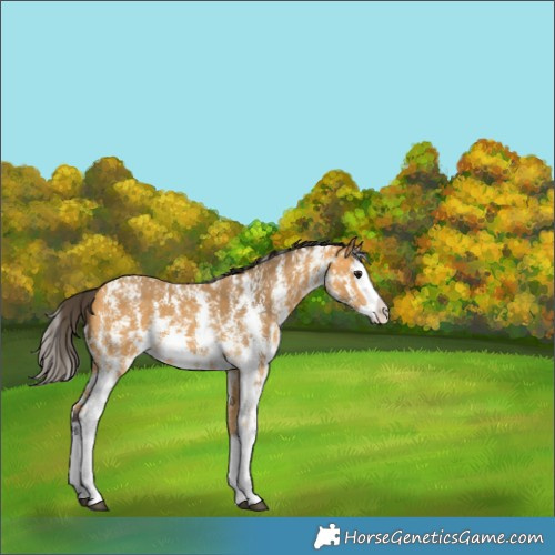 Horse Color:Buckskin Sabino Splash 