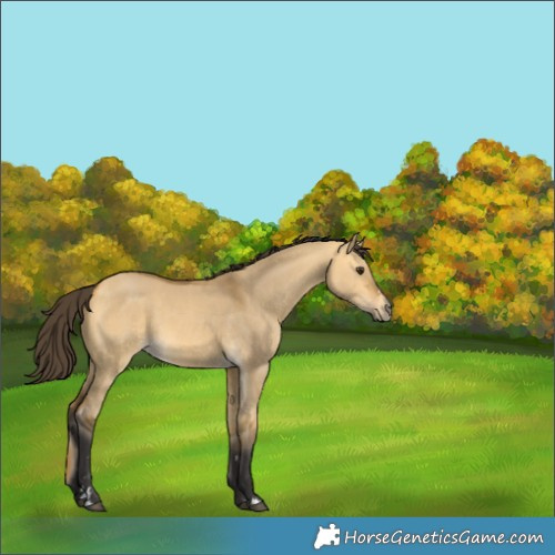 Horse Color:Buckskin Dun 
