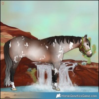 Horse Color:Gray White Spotted Bay 