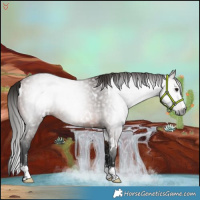 Horse Color:Gray White Spotted Bay