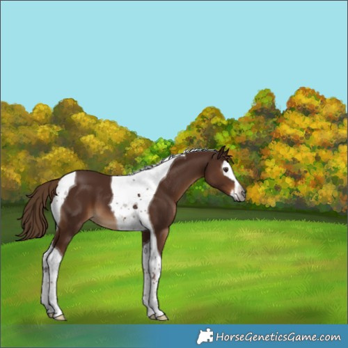 Horse Color:Gray Chestnut Splash Tobiano 
