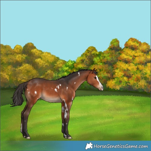 Horse Color:White Spotted Bay Splash 