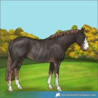 Horse Color:Liver Chestnut Rabicano 