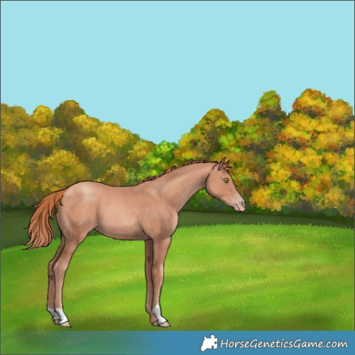 Horse Color:Gold Champagne 