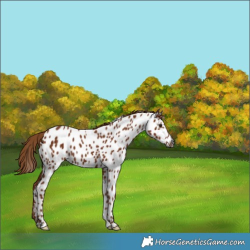 Horse Color:Gray Chestnut Near Leopard 