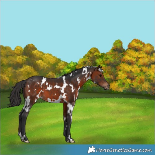 Horse Color:White Spotted Brown 