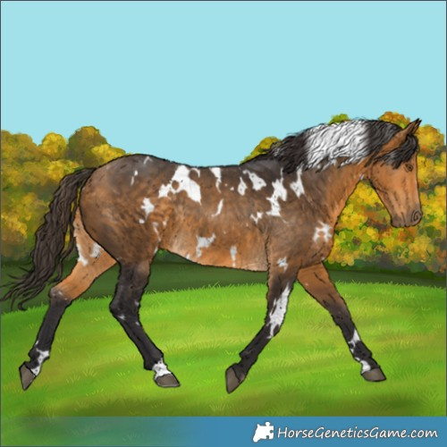 Horse Color:White Spotted Buckskin Rabicano