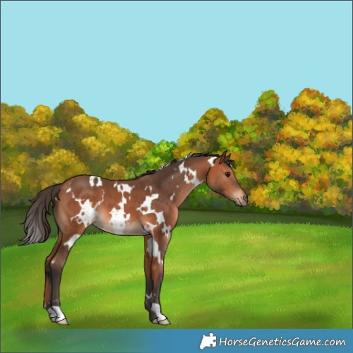 Horse Color:White Spotted Bay 