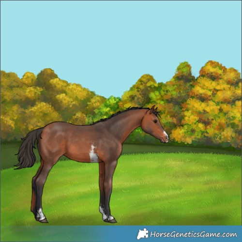 Horse Color:Bay Sabino 