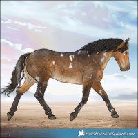 Horse Color:White Spotted Buckskin 