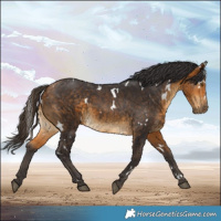 Horse Color:White Spotted Buckskin