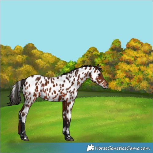 Horse Color:Gray White Spotted Bay Appaloosa 