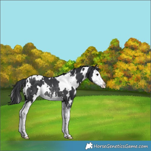 Horse Color:White Spotted Black Splash Rabicano 