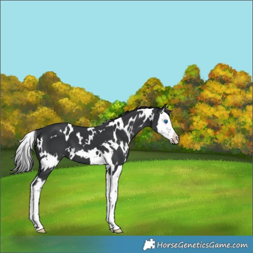 Horse Color:White Spotted Black Splash 