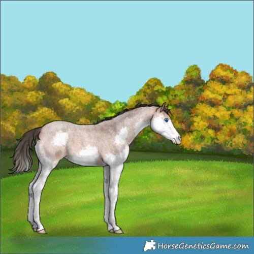 Horse Color:Bay Roan Splash 