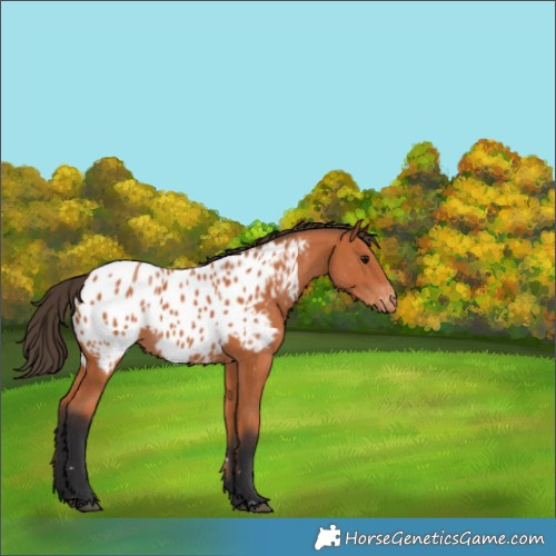 Horse Color:Bay Appaloosa Rabicano 