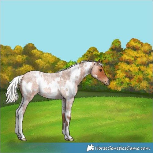 Horse Color:White Spotted Silver Bay Roan Rabicano