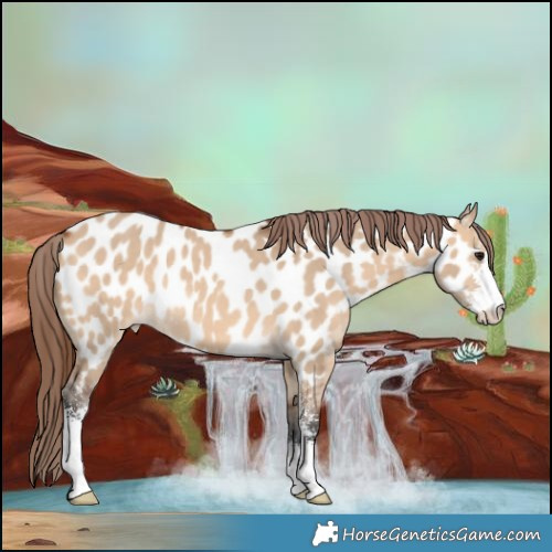 Horse Color:Bay Dun Sabino Appaloosa Rabicano 