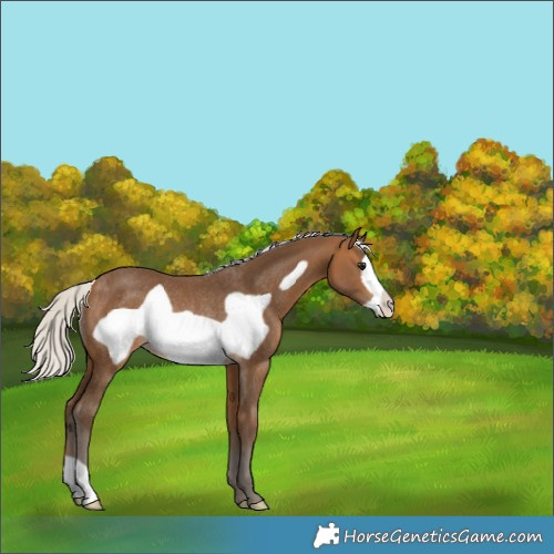 Horse Color:Silver Buckskin Frame Rabicano 