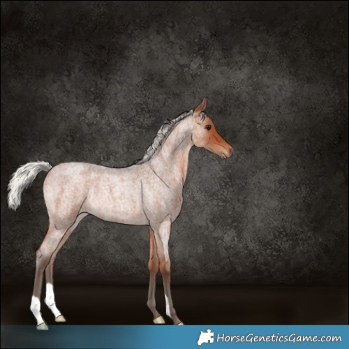 Horse Color:Silver Brown Roan Rabicano
