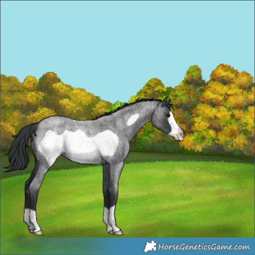 Horse Color:Blue Roan Frame Rabicano 
