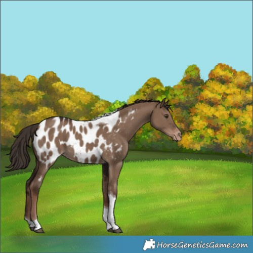 Horse Color:Liver Red Dun Tobiano Appaloosa 