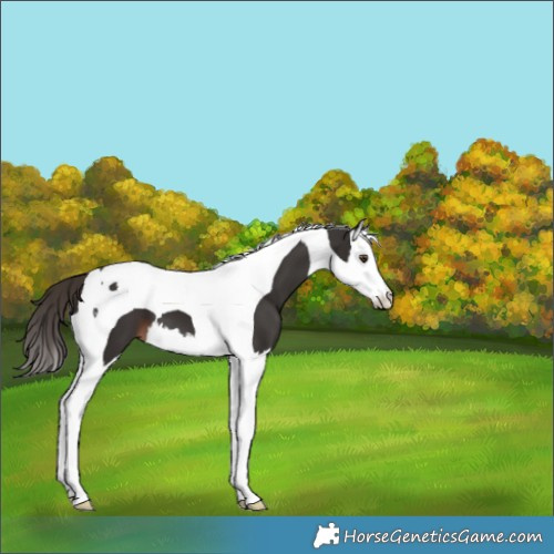 Horse Color:Liver Chestnut Splash Tobiano 