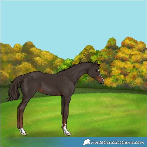 Horse Color:Liver Chestnut 