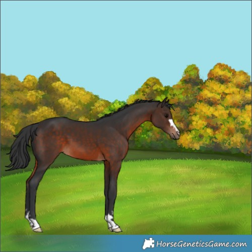 Horse Color:Brown 