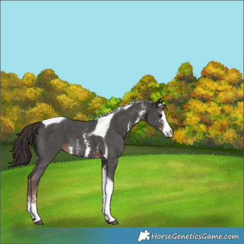 Horse Color:Liver Chestnut Sabino Tobiano 