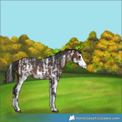 Horse Color:Bay Sabino 