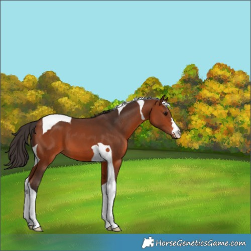 Horse Color:Bay Tobiano 