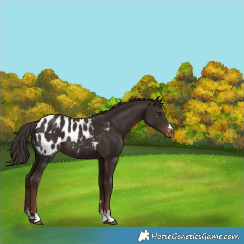 Horse Color:Liver Chestnut Appaloosa 
