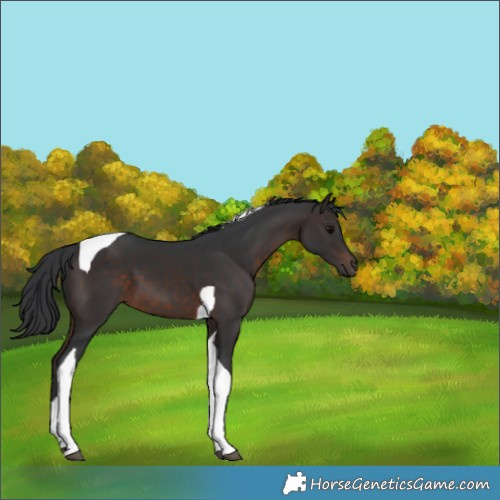 Horse Color:Brown Tobiano 