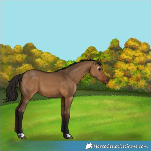 Horse Color:Gray Bay Dun 