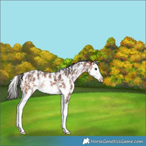 Horse Color:Bay Sabino Splash 