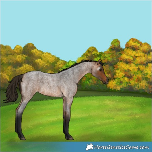 Horse Color:Gray Buckskin Roan 