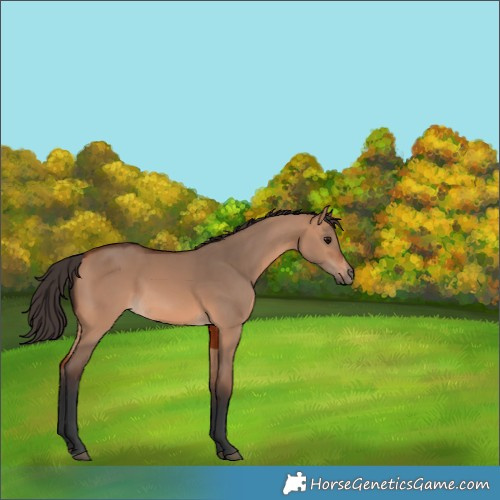 Horse Color:Bay Dun 