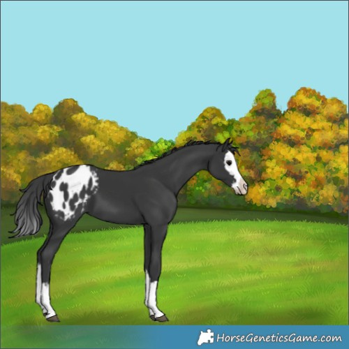 Horse Color:Black Splash Appaloosa 