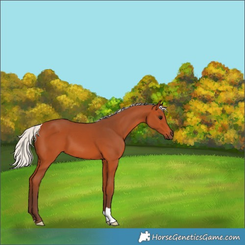 Horse Color:Silver Bay 