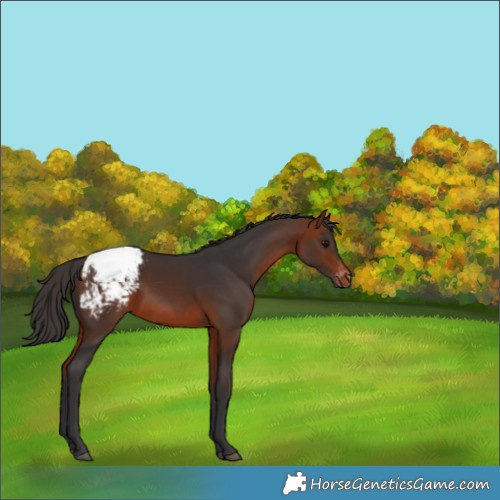 Horse Color:Bay Appaloosa 