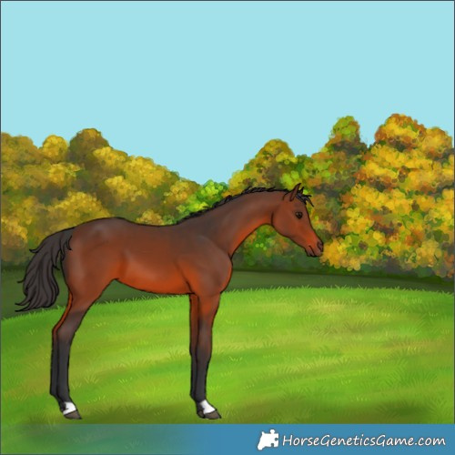 Horse Color:Brown 