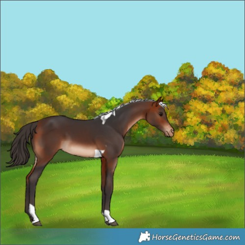 Horse Color:Bay Tobiano Varnish 