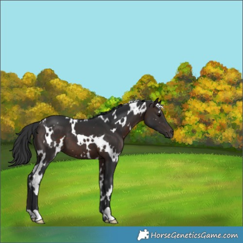 Horse Color:White Spotted Brown 