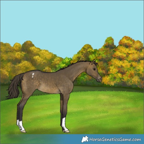 Horse Color:Buckskin Dun Appaloosa 