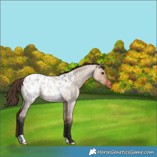 Horse Color:Brown Roan Dun Appaloosa 