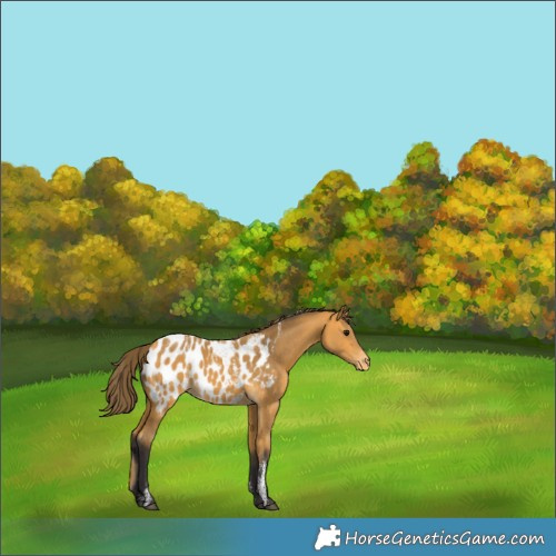 Horse Color:Powder White Buckskin Appaloosa 